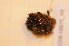  ( - CCDB-18875_H9)  @11 [ ] CreativeCommons - Attribution Non-Commercial Share-Alike (2013) NTNU Museum of Natural History and Archaeology NTNU Museum of Natural History and Archaeology