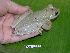  ( - AJC 1513)  @15 [ ] CreativeCommons - Attribution Non-Commercial Share-Alike (2010) Copyright Andrew J. Crawford Smithsonian Tropical Research Institute