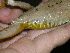  ( - AJC 1519)  @14 [ ] CreativeCommons - Attribution Non-Commercial Share-Alike (2010) Copyright Andrew J. Crawford Smithsonian Tropical Research Institute