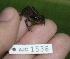  (Diasporus diastema - AJC 1536)  @13 [ ] CreativeCommons - Attribution Non-Commercial Share-Alike (2010) Copyright Andrew J. Crawford Smithsonian Tropical Research Institute