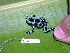  ( - AJC 1539)  @14 [ ] CreativeCommons - Attribution Non-Commercial Share-Alike (2010) Copyright Andrew J. Crawford Smithsonian Tropical Research Institute