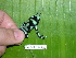  ( - AJC 1540)  @13 [ ] CreativeCommons - Attribution Non-Commercial Share-Alike (2010) Copyright Andrew J. Crawford Smithsonian Tropical Research Institute