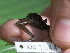  ( - AJC 1544)  @13 [ ] CreativeCommons - Attribution Non-Commercial Share-Alike (2010) Copyright Andrew J. Crawford Smithsonian Tropical Research Institute
