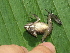  ( - AJC 1544)  @13 [ ] CreativeCommons - Attribution Non-Commercial Share-Alike (2010) Copyright Andrew J. Crawford Smithsonian Tropical Research Institute