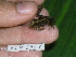  ( - AJC 1547)  @13 [ ] CreativeCommons - Attribution Non-Commercial Share-Alike (2010) Copyright Andrew J. Crawford Smithsonian Tropical Research Institute