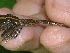 ( - AJC 1547)  @13 [ ] CreativeCommons - Attribution Non-Commercial Share-Alike (2010) Copyright Andrew J. Crawford Smithsonian Tropical Research Institute