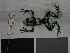  ( - AJC 1552)  @13 [ ] CreativeCommons - Attribution Non-Commercial Share-Alike (2010) Copyright Andrew J. Crawford Smithsonian Tropical Research Institute
