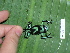  ( - AJC 1553)  @12 [ ] CreativeCommons - Attribution Non-Commercial Share-Alike (2010) Copyright Andrew J. Crawford Smithsonian Tropical Research Institute