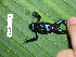  ( - AJC 1553)  @12 [ ] CreativeCommons - Attribution Non-Commercial Share-Alike (2010) Copyright Andrew J. Crawford Smithsonian Tropical Research Institute