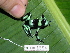  ( - AJC 1554)  @12 [ ] CreativeCommons - Attribution Non-Commercial Share-Alike (2010) Copyright Andrew J. Crawford Smithsonian Tropical Research Institute