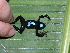  ( - AJC 1554)  @12 [ ] CreativeCommons - Attribution Non-Commercial Share-Alike (2010) Copyright Andrew J. Crawford Smithsonian Tropical Research Institute