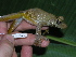  ( - AJC 1560)  @15 [ ] CreativeCommons - Attribution Non-Commercial Share-Alike (2010) Copyright Andrew J. Crawford Smithsonian Tropical Research Institute