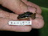  ( - AJC 1570)  @13 [ ] CreativeCommons - Attribution Non-Commercial Share-Alike (2010) Copyright Andrew J. Crawford Smithsonian Tropical Research Institute