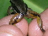  ( - AJC 1570)  @13 [ ] CreativeCommons - Attribution Non-Commercial Share-Alike (2010) Copyright Andrew J. Crawford Smithsonian Tropical Research Institute