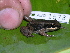  ( - AJC 1573)  @14 [ ] CreativeCommons - Attribution Non-Commercial Share-Alike (2010) Copyright Andrew J. Crawford Smithsonian Tropical Research Institute