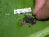  ( - AJC 1577)  @14 [ ] CreativeCommons - Attribution Non-Commercial Share-Alike (2010) Copyright Andrew J. Crawford Smithsonian Tropical Research Institute