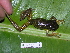  (Scinax ruber - AJC 1583)  @14 [ ] CreativeCommons - Attribution Non-Commercial Share-Alike (2010) Copyright Andrew J. Crawford Smithsonian Tropical Research Institute