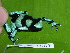  (Dendrobates auratus - AJC 1587)  @14 [ ] CreativeCommons - Attribution Non-Commercial Share-Alike (2010) Copyright Andrew J. Crawford Smithsonian Tropical Research Institute
