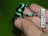  ( - AJC 1591)  @13 [ ] CreativeCommons - Attribution Non-Commercial Share-Alike (2010) Copyright Andrew J. Crawford Smithsonian Tropical Research Institute