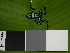  ( - AJC 1591)  @13 [ ] CreativeCommons - Attribution Non-Commercial Share-Alike (2010) Copyright Andrew J. Crawford Smithsonian Tropical Research Institute