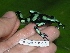  ( - AJC 1593)  @12 [ ] CreativeCommons - Attribution Non-Commercial Share-Alike (2010) Copyright Andrew J. Crawford Smithsonian Tropical Research Institute