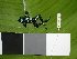  ( - AJC 1593)  @12 [ ] CreativeCommons - Attribution Non-Commercial Share-Alike (2010) Copyright Andrew J. Crawford Smithsonian Tropical Research Institute