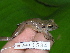  (Craugastor crassidigitus - AJC 1594)  @13 [ ] CreativeCommons - Attribution Non-Commercial Share-Alike (2010) Copyright Andrew J. Crawford Smithsonian Tropical Research Institute