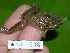 ( - AJC 1596)  @13 [ ] CreativeCommons - Attribution Non-Commercial Share-Alike (2010) Copyright Andrew J. Crawford Smithsonian Tropical Research Institute