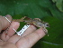  ( - AJC 1598)  @13 [ ] CreativeCommons - Attribution Non-Commercial Share-Alike (2010) Copyright Andrew J. Crawford Smithsonian Tropical Research Institute