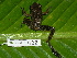  (Craugastor fitzingeri - AJC 1682)  @14 [ ] CreativeCommons - Attribution Non-Commercial Share-Alike (2010) Copyright Andrew J. Crawford Smithsonian Tropical Research Institute