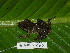  ( - AJC 1682)  @14 [ ] CreativeCommons - Attribution Non-Commercial Share-Alike (2010) Copyright Andrew J. Crawford Smithsonian Tropical Research Institute
