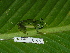  ( - AJC 1684)  @13 [ ] CreativeCommons - Attribution Non-Commercial Share-Alike (2010) Copyright Andrew J. Crawford Smithsonian Tropical Research Institute