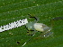  ( - AJC 1684)  @13 [ ] CreativeCommons - Attribution Non-Commercial Share-Alike (2010) Copyright Andrew J. Crawford Smithsonian Tropical Research Institute