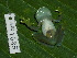  ( - AJC 1685)  @13 [ ] CreativeCommons - Attribution Non-Commercial Share-Alike (2010) Copyright Andrew J. Crawford Smithsonian Tropical Research Institute