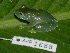  (Centrolenidae - AJC 1688)  @16 [ ] CreativeCommons - Attribution Non-Commercial Share-Alike (2010) Copyright Andrew J. Crawford Smithsonian Tropical Research Institute