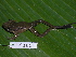  ( - AJC 1691)  @14 [ ] CreativeCommons - Attribution Non-Commercial Share-Alike (2010) Copyright Andrew J. Crawford Smithsonian Tropical Research Institute