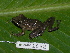  ( - AJC 1692)  @14 [ ] CreativeCommons - Attribution Non-Commercial Share-Alike (2010) Copyright Andrew J. Crawford Smithsonian Tropical Research Institute