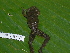  ( - AJC 1692)  @14 [ ] CreativeCommons - Attribution Non-Commercial Share-Alike (2010) Copyright Andrew J. Crawford Smithsonian Tropical Research Institute