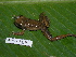  ( - AJC 1693)  @14 [ ] CreativeCommons - Attribution Non-Commercial Share-Alike (2010) Copyright Andrew J. Crawford Smithsonian Tropical Research Institute