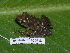  ( - AJC 1694)  @14 [ ] CreativeCommons - Attribution Non-Commercial Share-Alike (2010) Copyright Andrew J. Crawford Smithsonian Tropical Research Institute