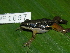  ( - AJC 1697)  @14 [ ] CreativeCommons - Attribution Non-Commercial Share-Alike (2010) Copyright Andrew J. Crawford Smithsonian Tropical Research Institute