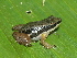 ( - AJC 1697)  @14 [ ] CreativeCommons - Attribution Non-Commercial Share-Alike (2010) Copyright Andrew J. Crawford Smithsonian Tropical Research Institute