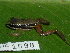  ( - AJC 1698)  @14 [ ] CreativeCommons - Attribution Non-Commercial Share-Alike (2010) Copyright Andrew J. Crawford Smithsonian Tropical Research Institute