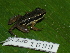  ( - AJC 1699)  @14 [ ] CreativeCommons - Attribution Non-Commercial Share-Alike (2010) Copyright Andrew J. Crawford Smithsonian Tropical Research Institute