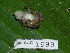  ( - AJC 1699)  @14 [ ] CreativeCommons - Attribution Non-Commercial Share-Alike (2010) Copyright Andrew J. Crawford Smithsonian Tropical Research Institute