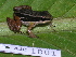  ( - AJC 1801)  @14 [ ] CreativeCommons - Attribution Non-Commercial Share-Alike (2010) Copyright Andrew J. Crawford Smithsonian Tropical Research Institute