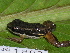  ( - AJC 1803)  @14 [ ] CreativeCommons - Attribution Non-Commercial Share-Alike (2010) Copyright Andrew J. Crawford Smithsonian Tropical Research Institute