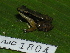  ( - AJC 1804)  @14 [ ] CreativeCommons - Attribution Non-Commercial Share-Alike (2010) Copyright Andrew J. Crawford Smithsonian Tropical Research Institute