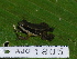  ( - AJC 1805)  @14 [ ] CreativeCommons - Attribution Non-Commercial Share-Alike (2010) Copyright Andrew J. Crawford Smithsonian Tropical Research Institute