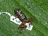  ( - AJC 1808)  @14 [ ] CreativeCommons - Attribution Non-Commercial Share-Alike (2010) Copyright Andrew J. Crawford Smithsonian Tropical Research Institute